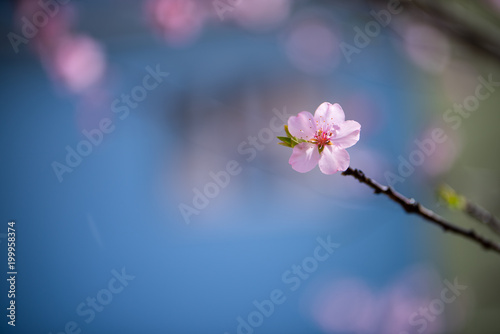 Single almond tree blossoms