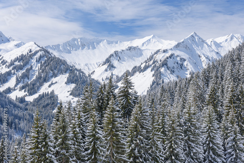 winter trees in alps 