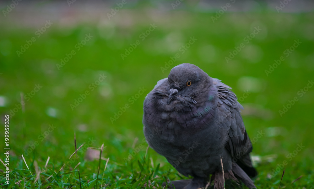 Obraz premium Rock dove bird.