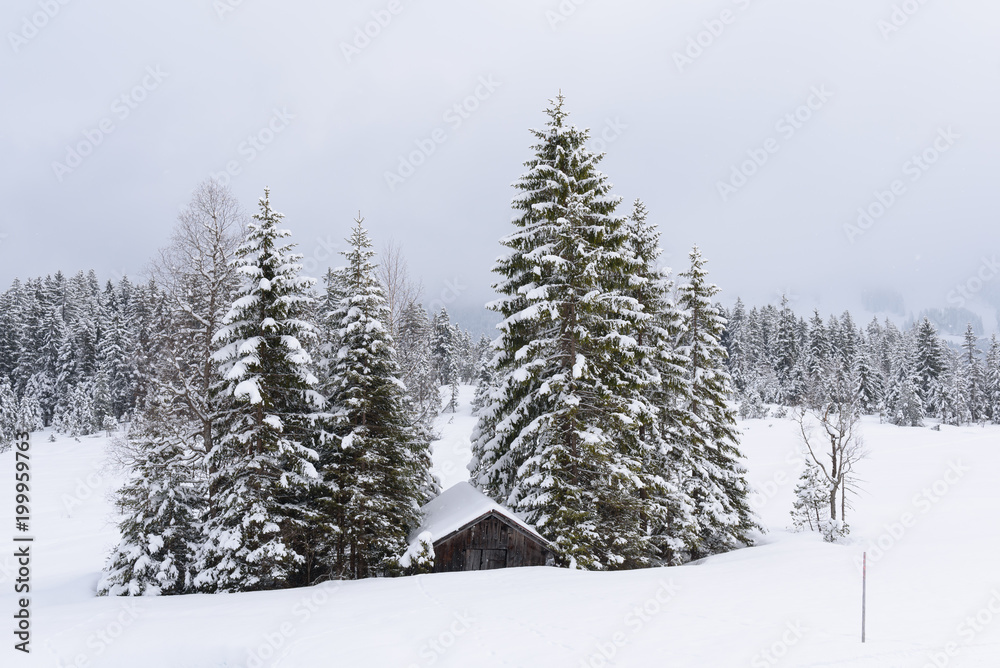 forest in winter with heavy snow forest in winter with heavy snow