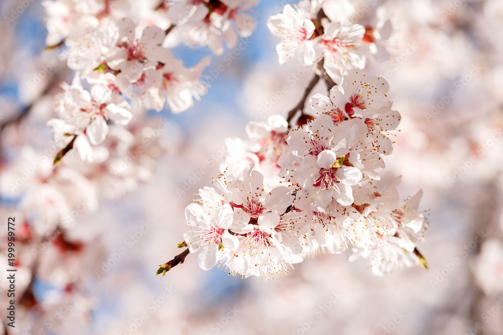 Spring, flowering of trees. Apricot. Spring flowers. Sunlight Spring, flowering of trees. Apricot. Spring flowers. Sunlight