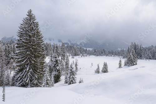 winter wonderland  © artepicturas