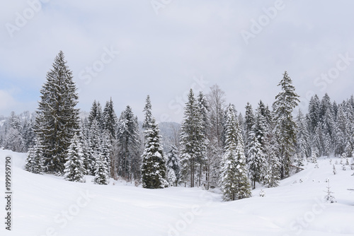 forest in winter with heavy snow  © artepicturas