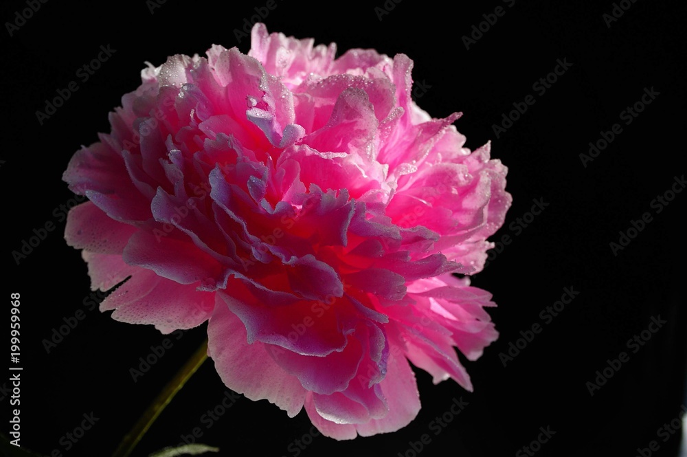 Pink peony on a dark background/Macrophotography of a pink peony flower on a dark background, after rain Pink peony on a dark background/Macrophotography of a pink peony flower on a dark background, after rain
