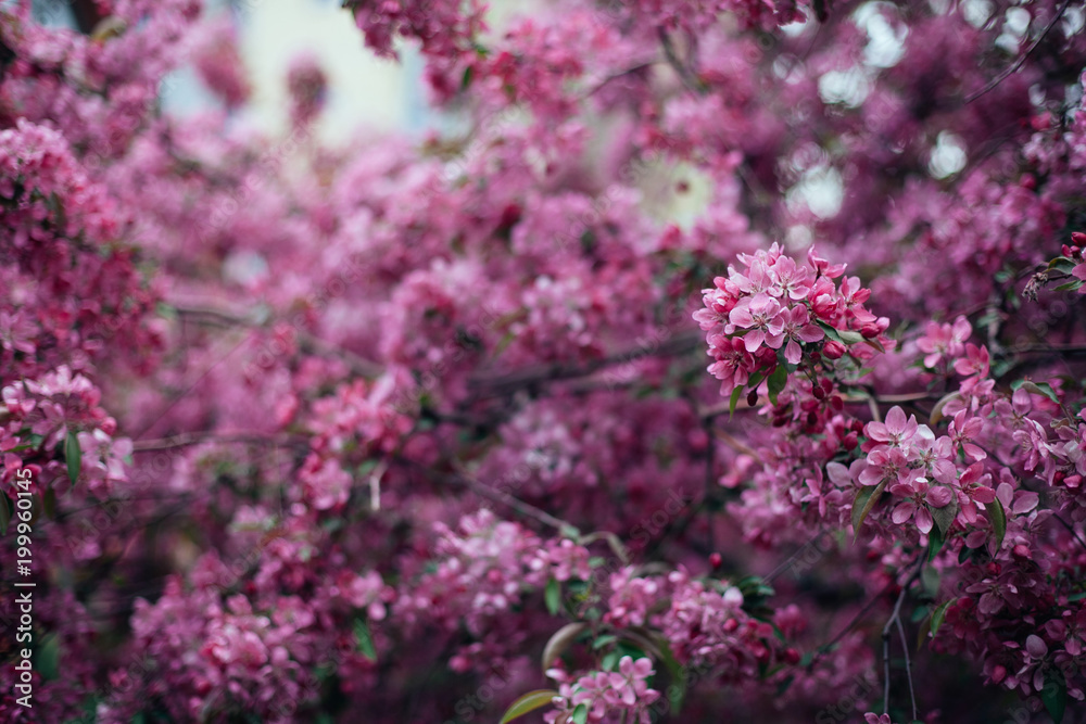 Vivid color of Cherry Blossom or pink Sakura flower on blue sky 