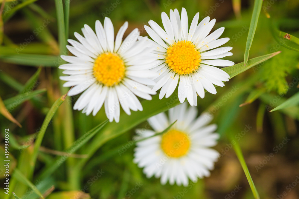 Detailed closeup of white daisy flower Detailed closeup of white daisy flower