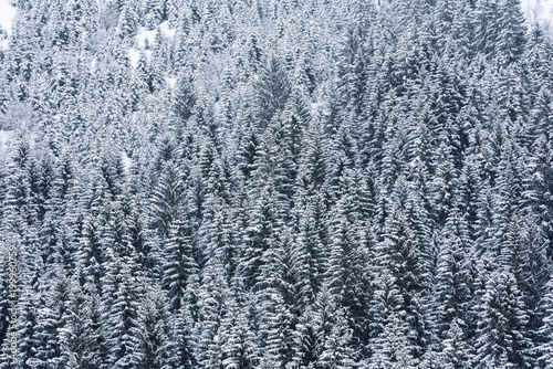 winter landscape snow 
