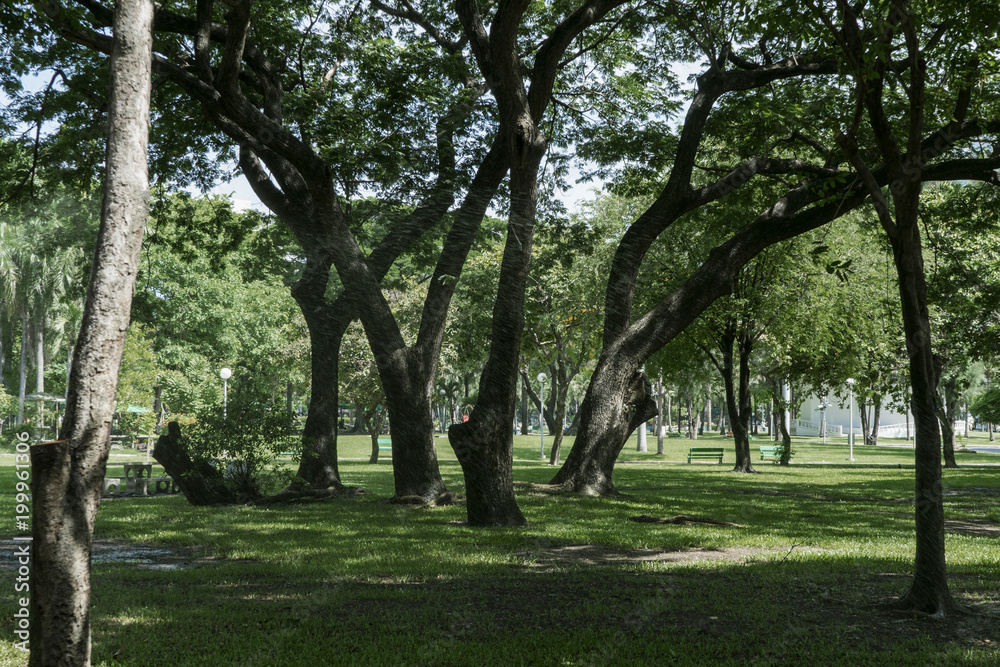 Image of green garden background in the park Image of green garden background in the park