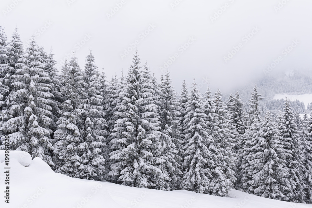 winter forest snow winter forest snow