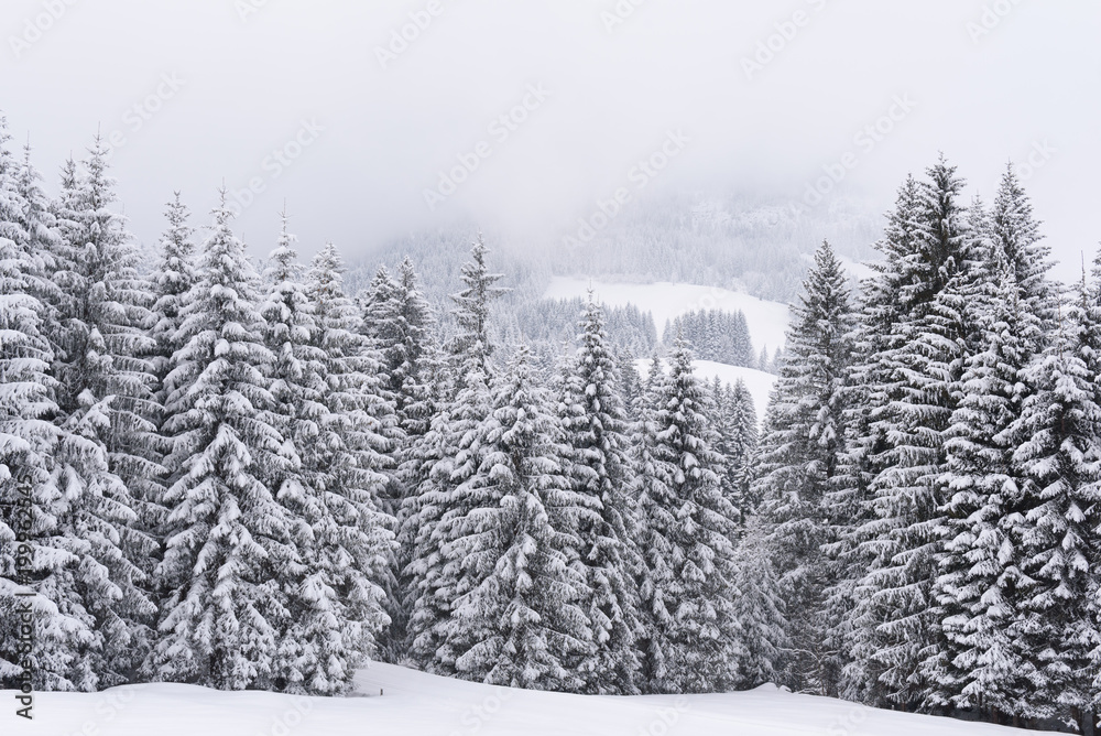 winter forest snow winter forest snow