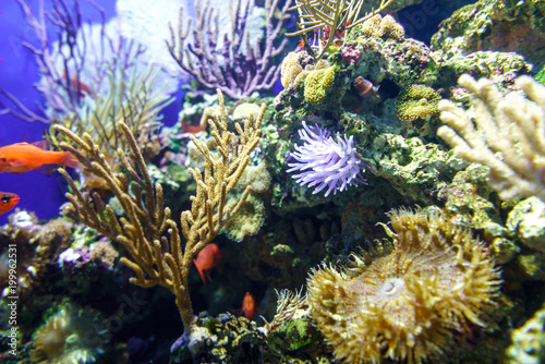Fototapeta Naklejka Na Ścianę i Meble -  Underwater coral reef in deep water