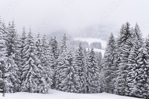 winter forest snow © artepicturas