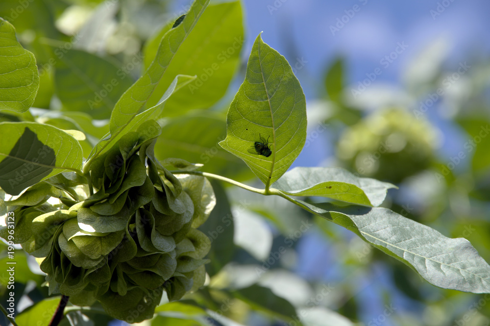 Obraz premium On a green leaf sits a black fly