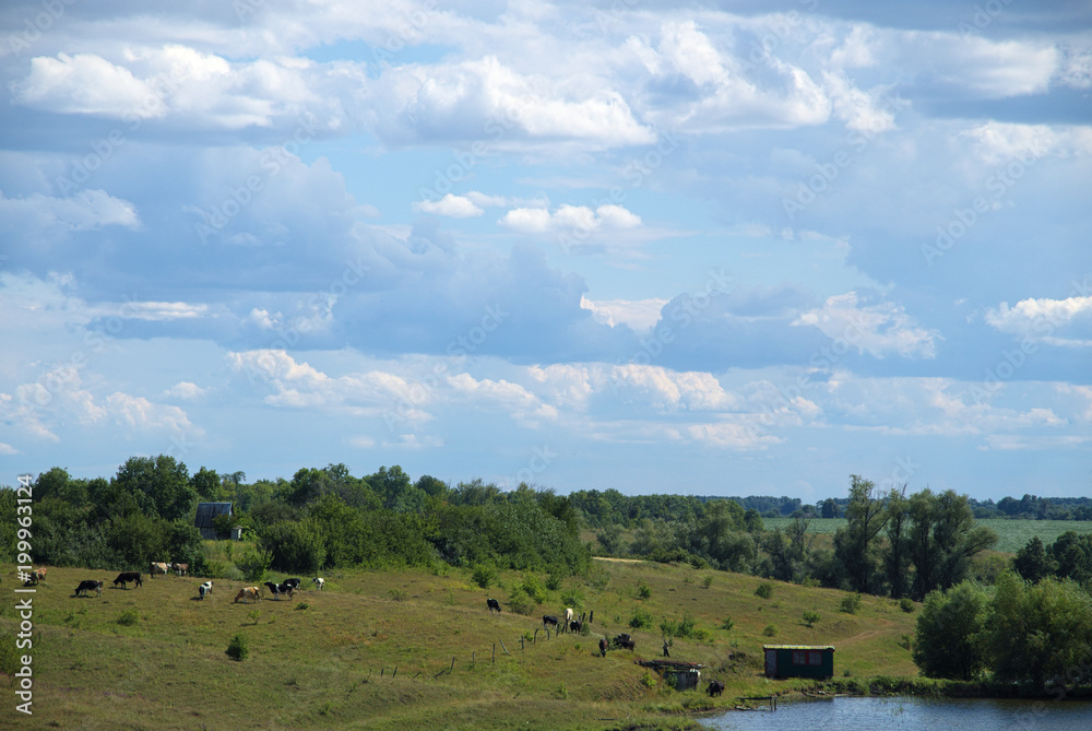 Obraz premium Rural summer landscape.