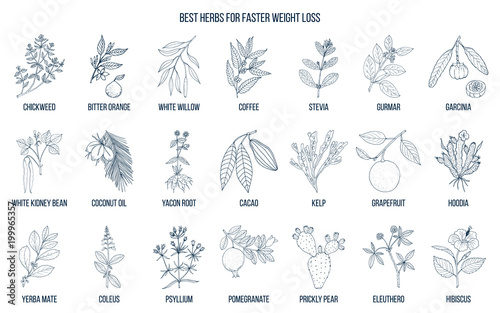Best natural herbs for fast weight loss