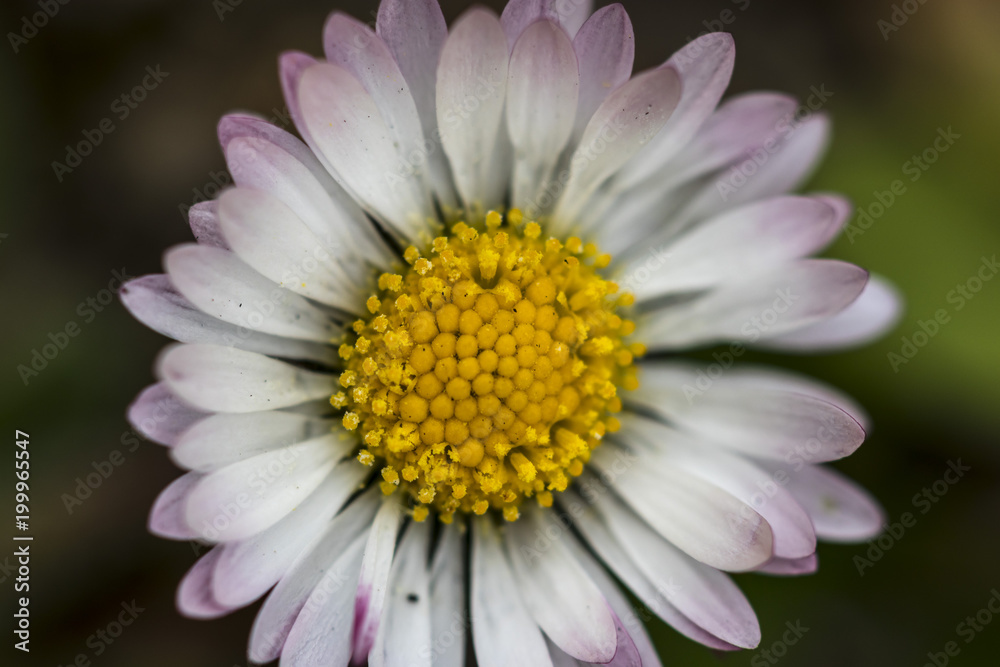 White daisy flower in bloom macro still with pink petal edges White daisy flower in bloom macro still with pink petal edges