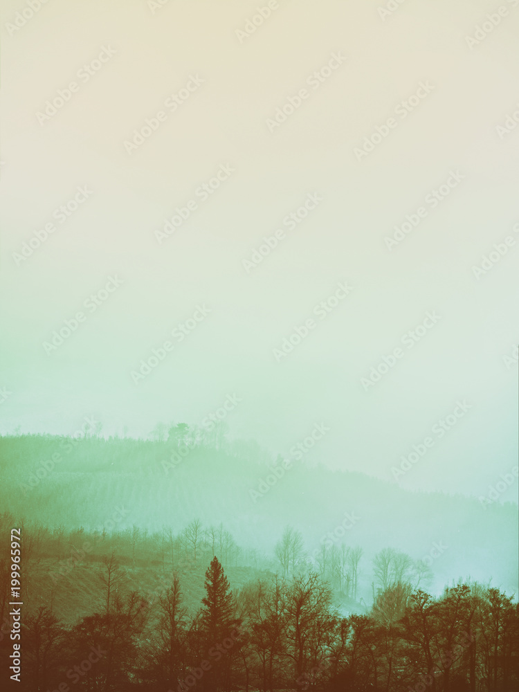Obraz premium morning fog with beautiful back light and trees