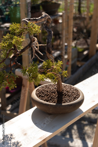 Bonsai photo