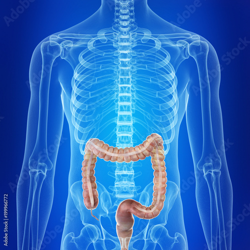 medically accurate illustration of the human colon photo