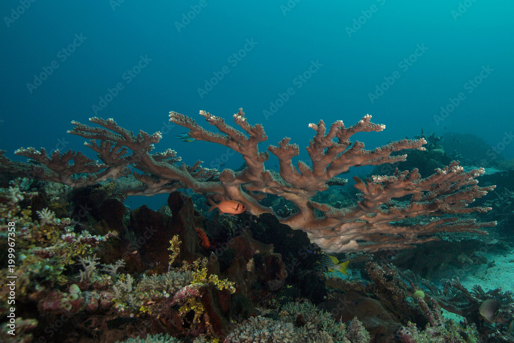 Fototapeta premium Wonderful coral in the Ceram sea, Raja Ampat, West Papua, Indonesia