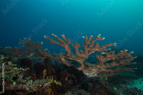 Wonderful coral in the Ceram sea  Raja Ampat  West Papua  Indonesia