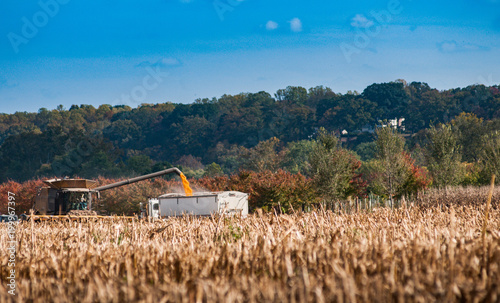 The corn harvest in Western Virginia.