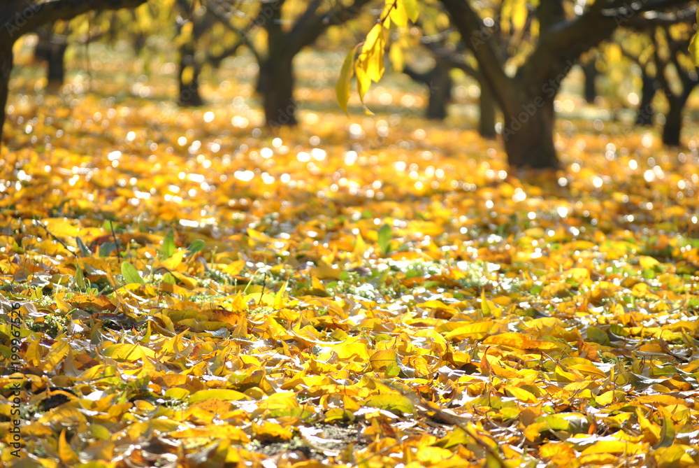 Árboles con las hojas amarillas ocres y verdes, en otoño, 