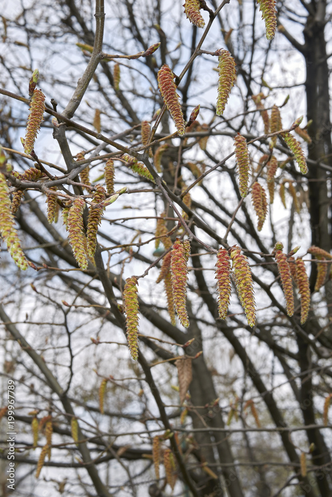 Carpinus betulus, male inflorescence Carpinus betulus, male inflorescence