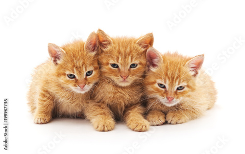 Three brown kittens.
