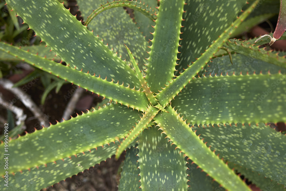 Aloe longibracteata