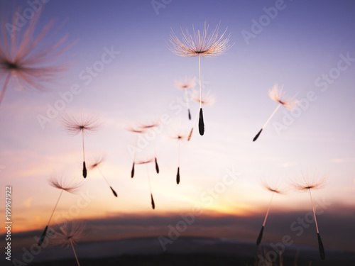 Dandelion seeds in the air