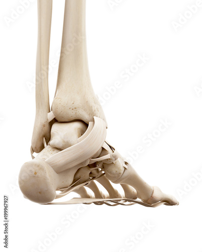 medically accurate illustration of the human skeletal ankle