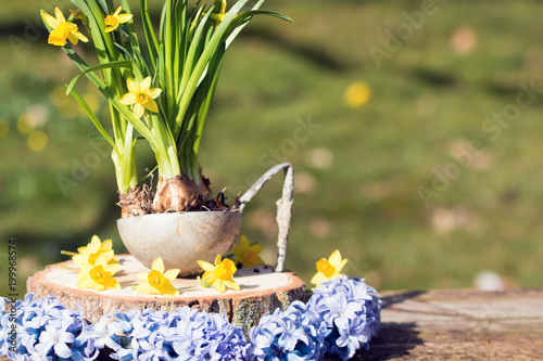 Fototapeta Naklejka Na Ścianę i Meble -  Narzissen im Frühling in alter Suppenkelle auf Holz