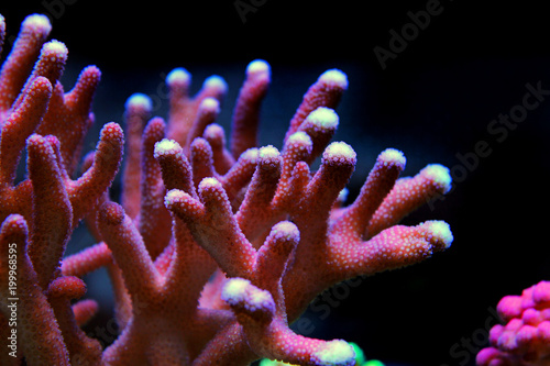 Photographie SPS coral in reef aquarium tank