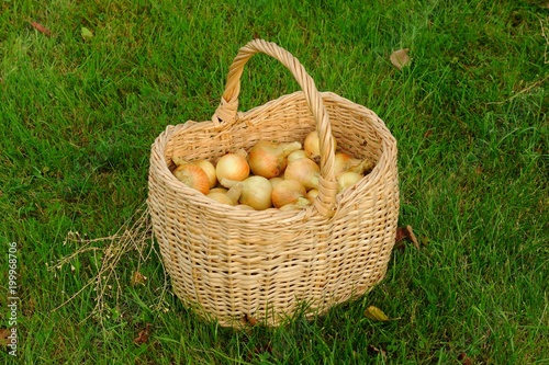  Basket with golden onion on grass