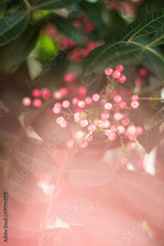 planta
