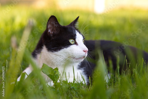 Schwarze Weisse Katze Portrait in Wiese