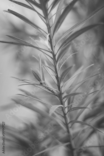 planta