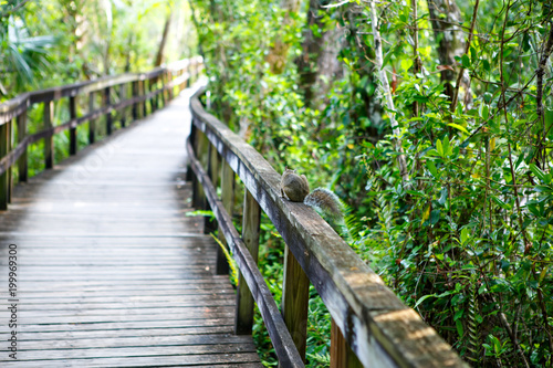 Florida wetland, wooden path trail at Everglades National Park in USA.