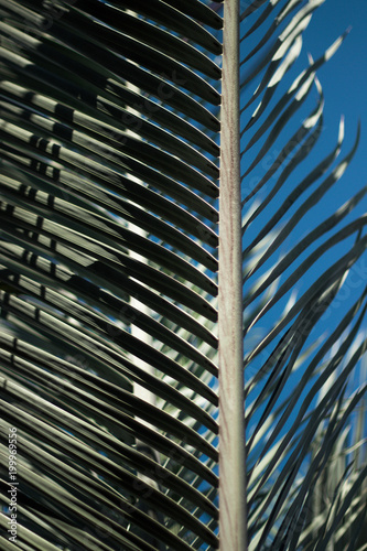 planta