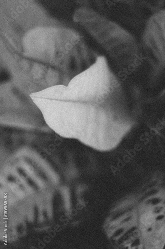 planta