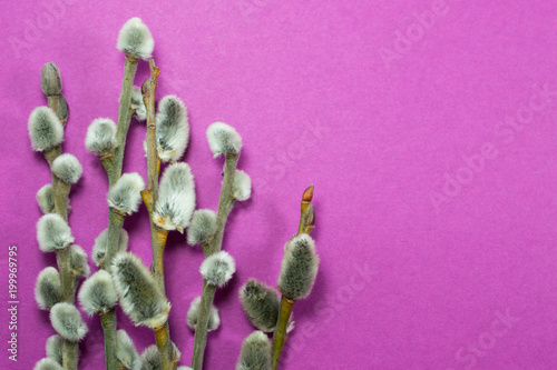 Branches of a willow on a violet background. photo