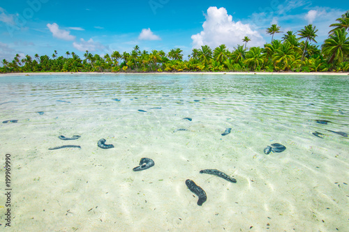 Sea cucumbers in shallow water of Fakarava, tropical and exotic island of French Polynesia