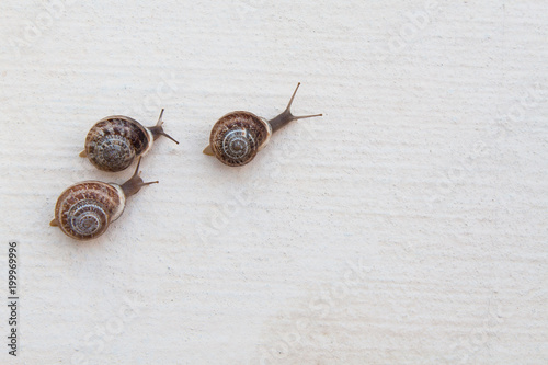 race of large grape snails with brown shells on a white textured surface