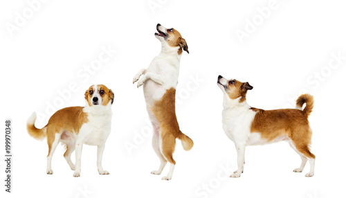Fototapeta Naklejka Na Ścianę i Meble -  dog standing on its hind legs