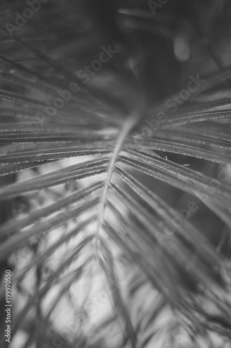 planta