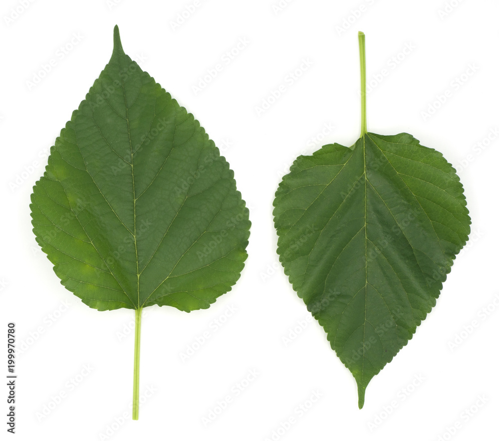 Fototapeta premium malberry green color leaves isolated on white back ground, can make tea