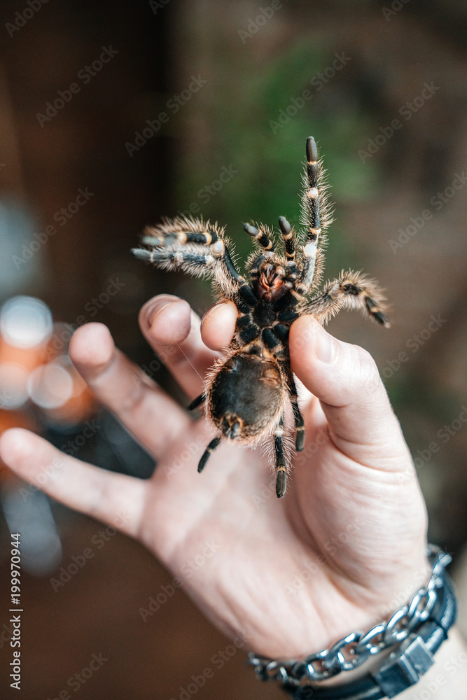 A man holds a large tarantula spider in his hand. Close-up shows the fangs of a spider with poison and its paws.