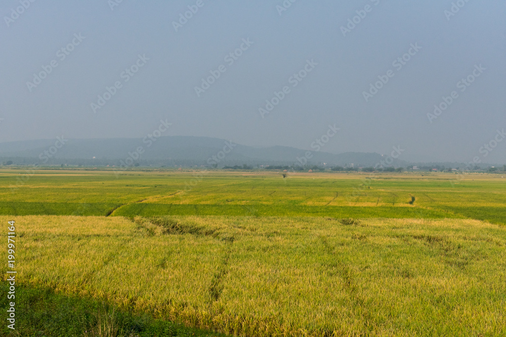 Cultivation of Paddy & Wheat looking awesome greenery. 