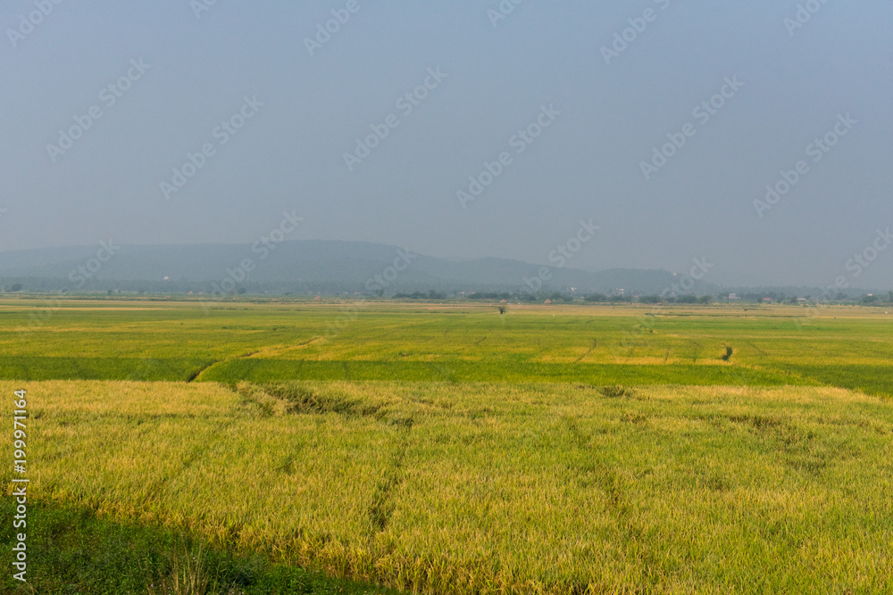 Cultivation of Paddy & Wheat looking awesome greenery. Cultivation of Paddy & Wheat looking awesome greenery.